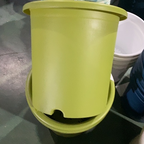 树脂四季8号微瑕果绿无托5个