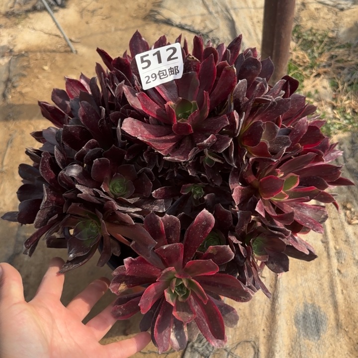 赤霞飞……多肉植物……