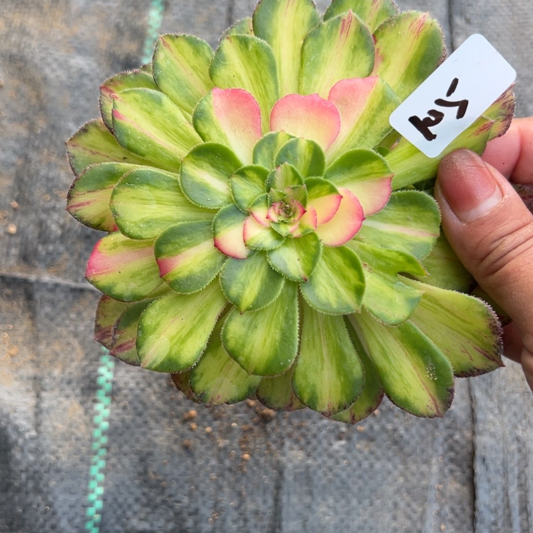 105知否多肉植物一