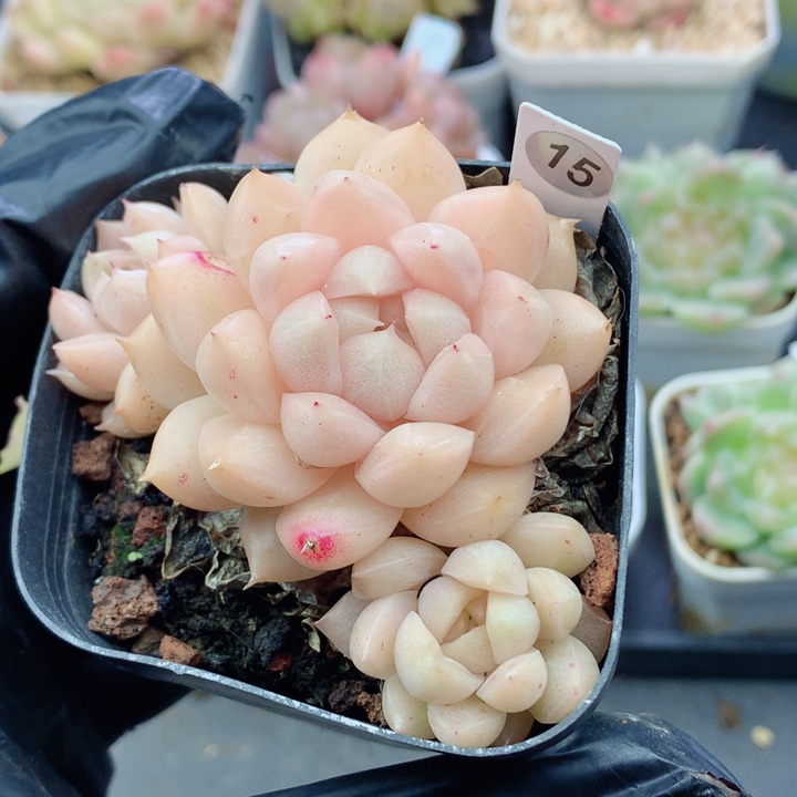麦秆58包邮  群生不包整15