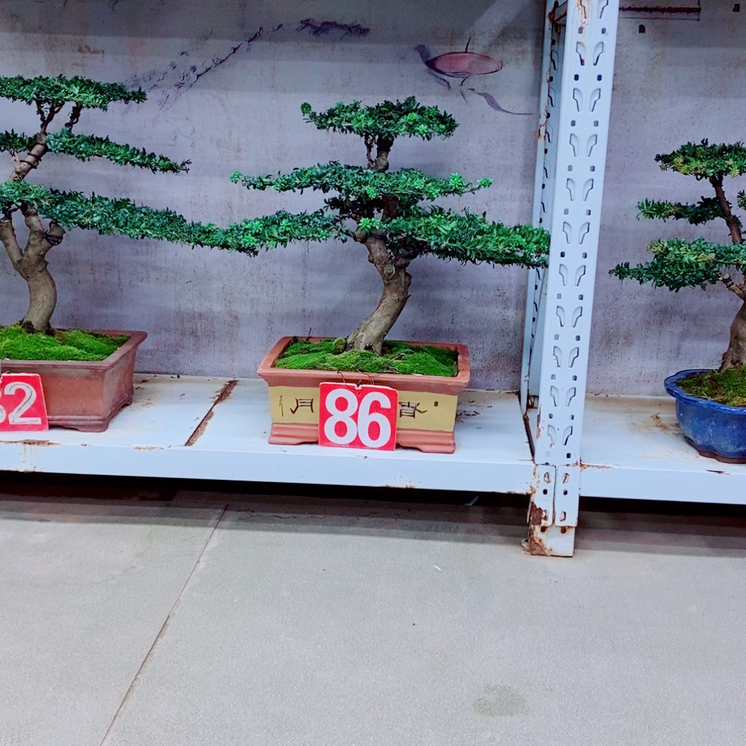 完全开放罗汉松盆景