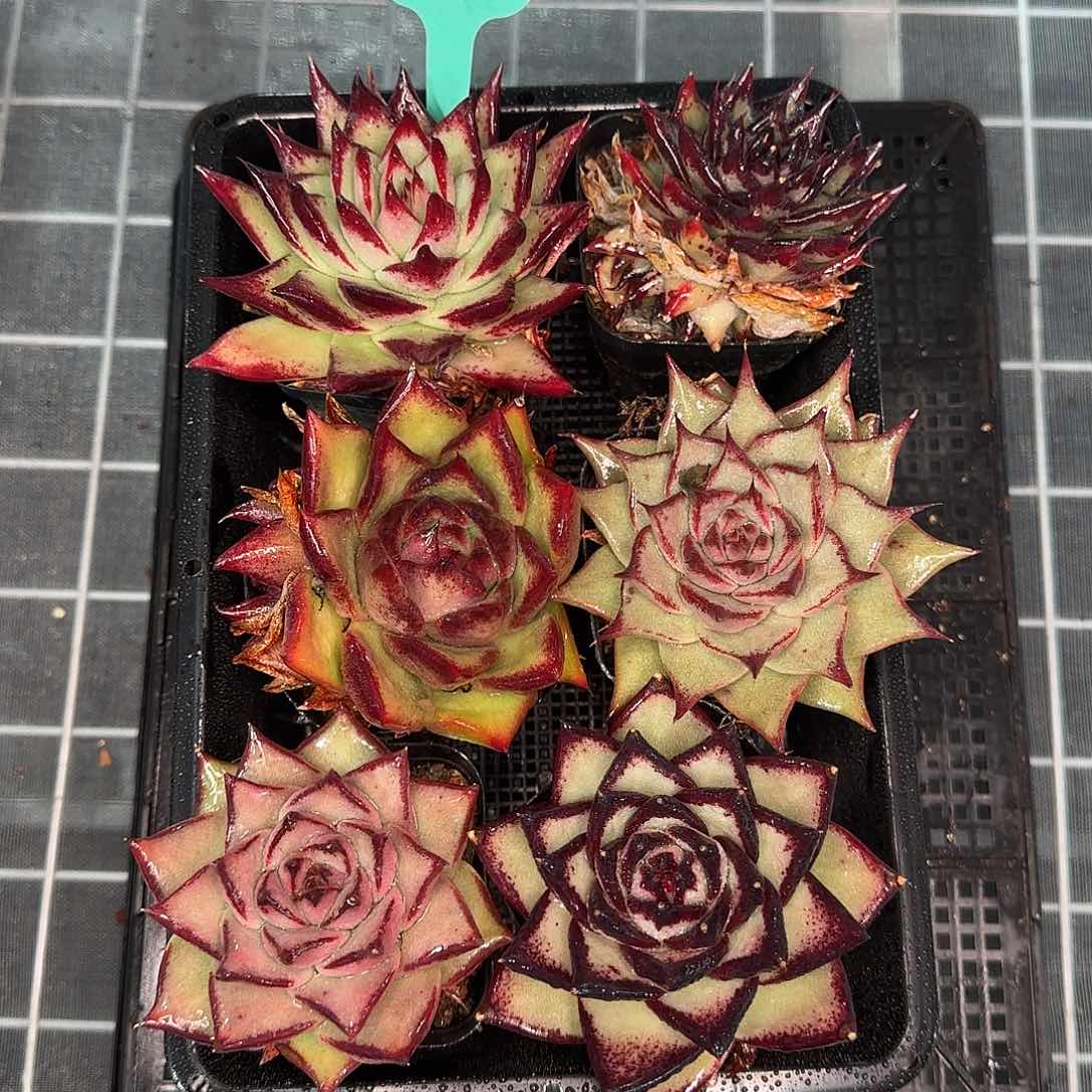 从前慢花园精选0116-246