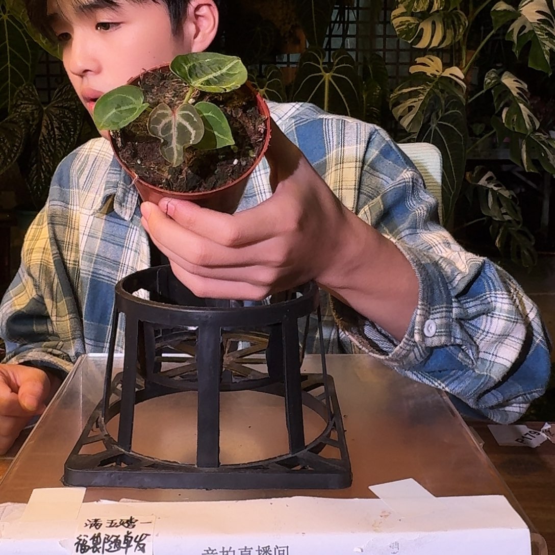 不开花植物V157skg银红