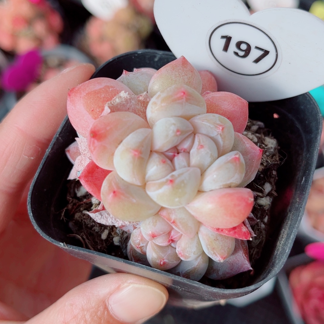 197号小老桩珍妮群