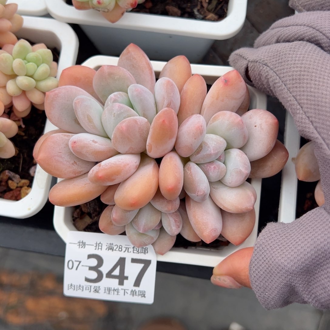 香水多多肉多肉多肉多肉