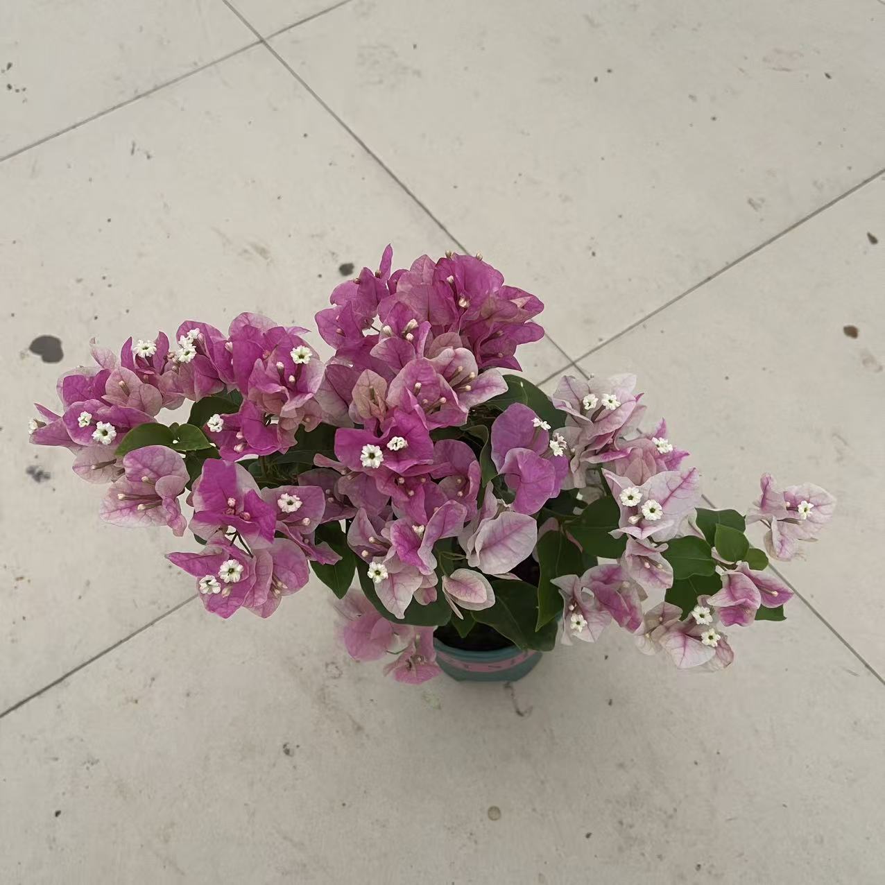 雪莹三角梅绿植盆栽