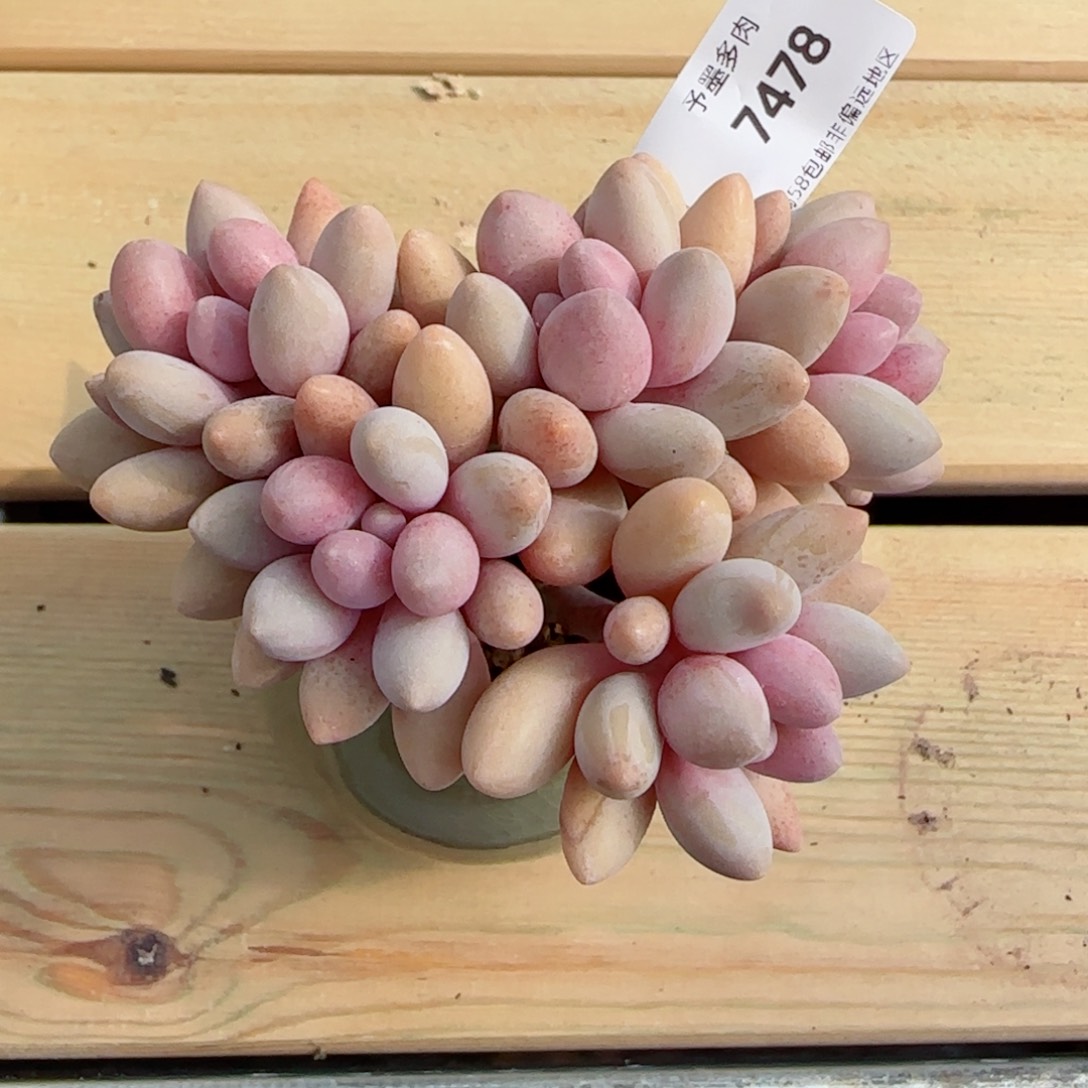 粉色恋人，7478多肉植物