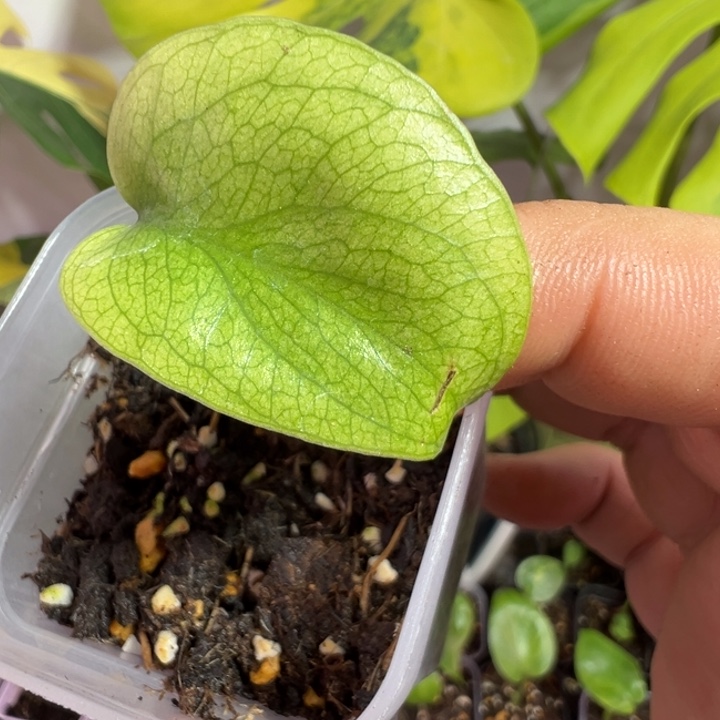 太***生完全开放龟背竹种苗