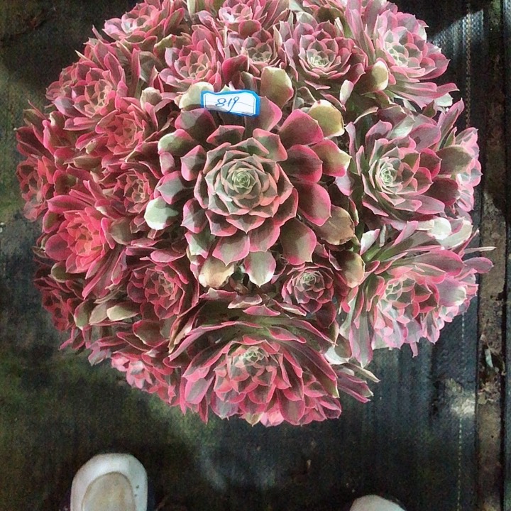 819曼陀罗多肉法师