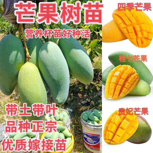 【顺丰包邮】带土带果发货金煌贵妃台农盆栽果树地栽庭院南方种植