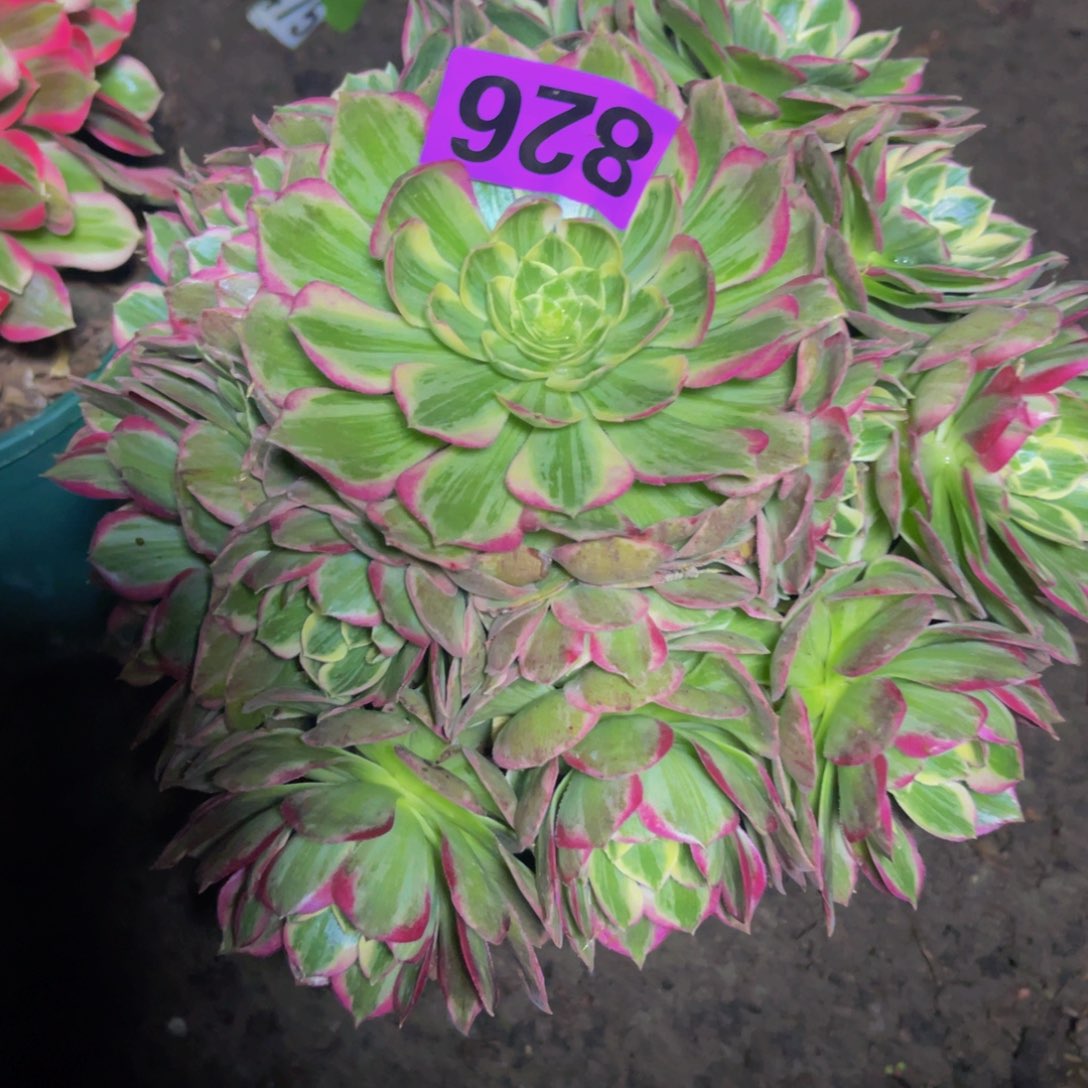 水蜜桃法师26///31包邮