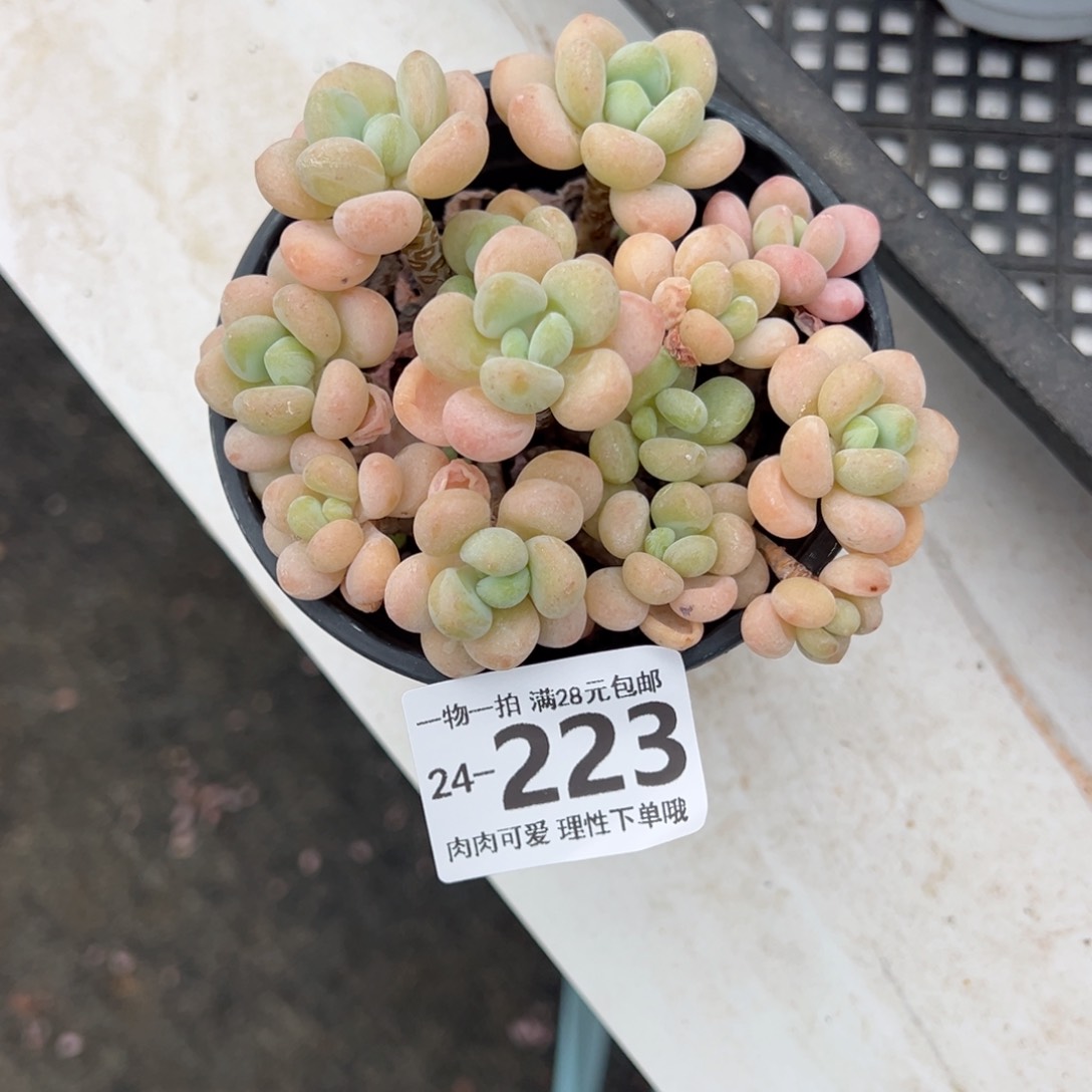 奶白糖多肉多肉多肉多肉