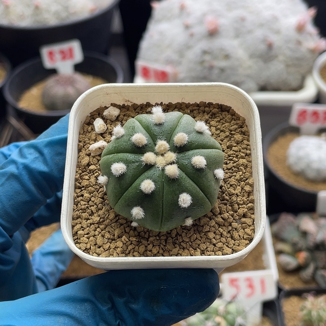 实生大尤皇冠兜仙人球多肉