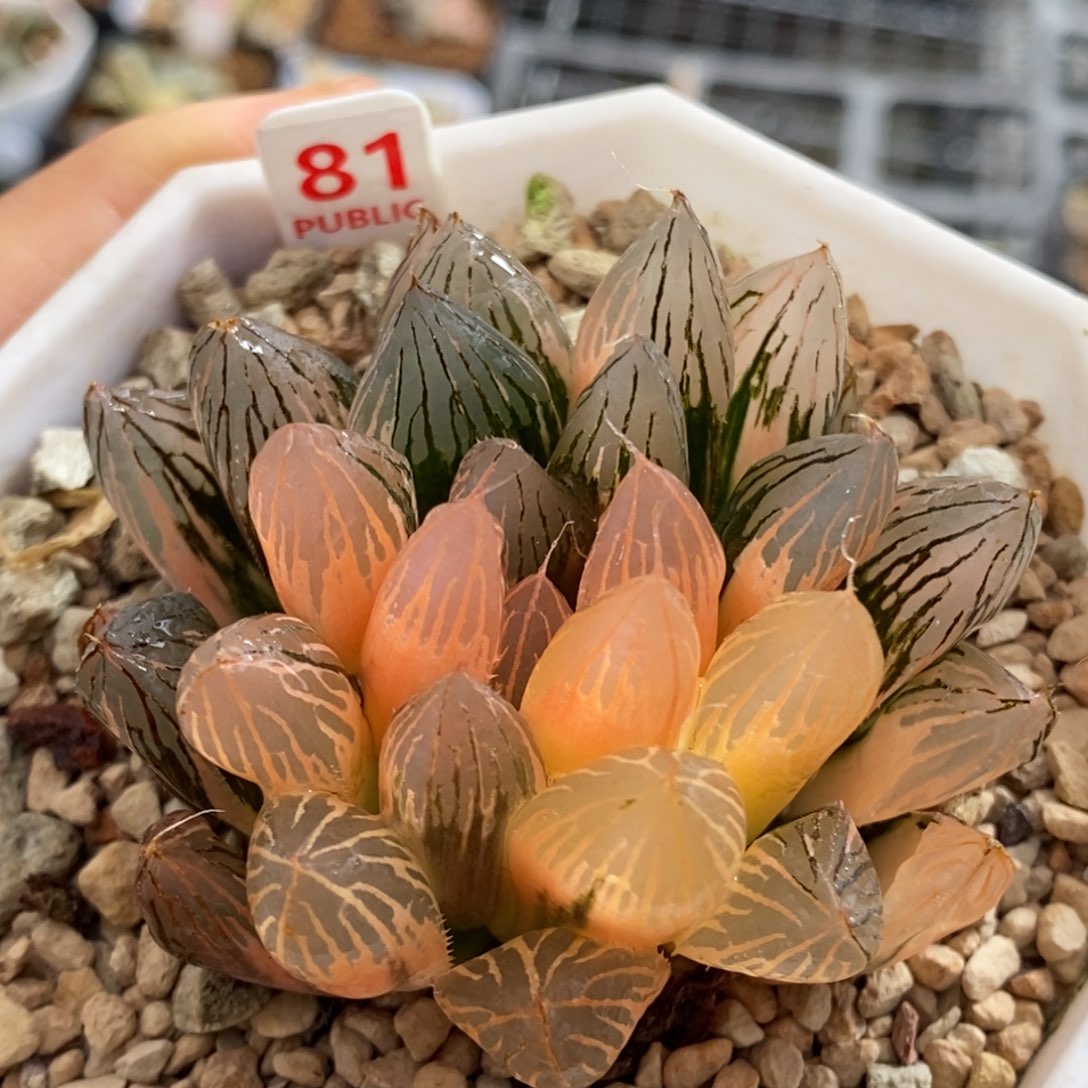 81号胭脂玉露锦多肉