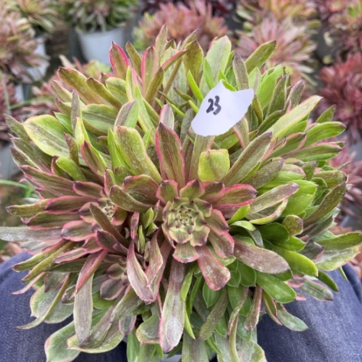 【闪购商品】23花脸粉黛多肉法师