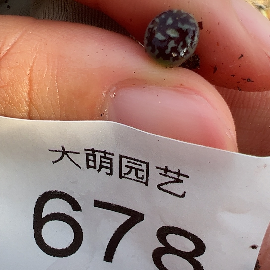一物一拍。          678