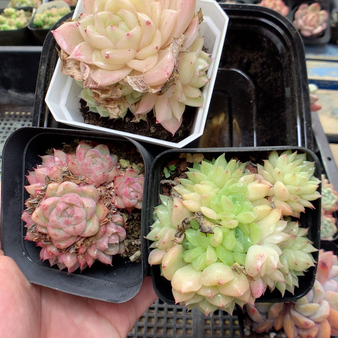 G19 ，柿子多肉20包邮两天凑单