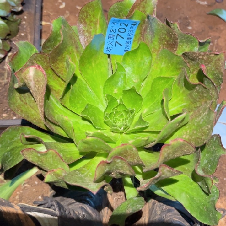 魅影七彩7702多肉植物