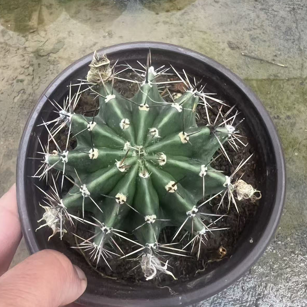 仙人球价格专拍链接