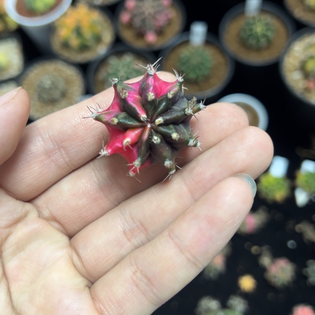 名品侧芽自根脱土发货5