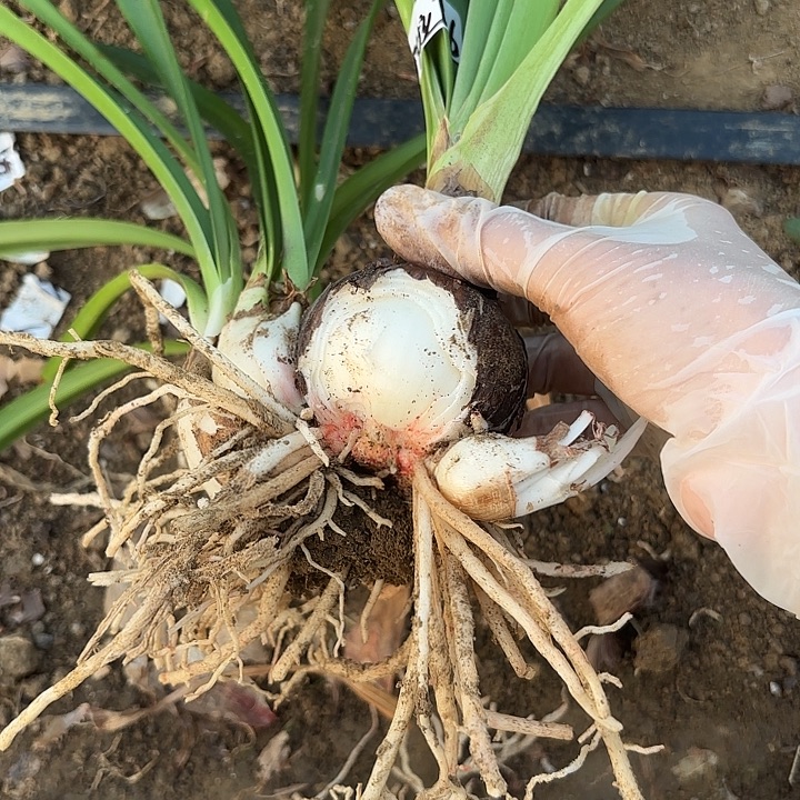 咔***兔无花朵安吉拉球有伤包对版2729