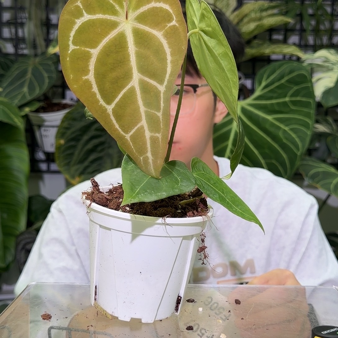 完全开放F505粉脉华丽杂撕裂纹