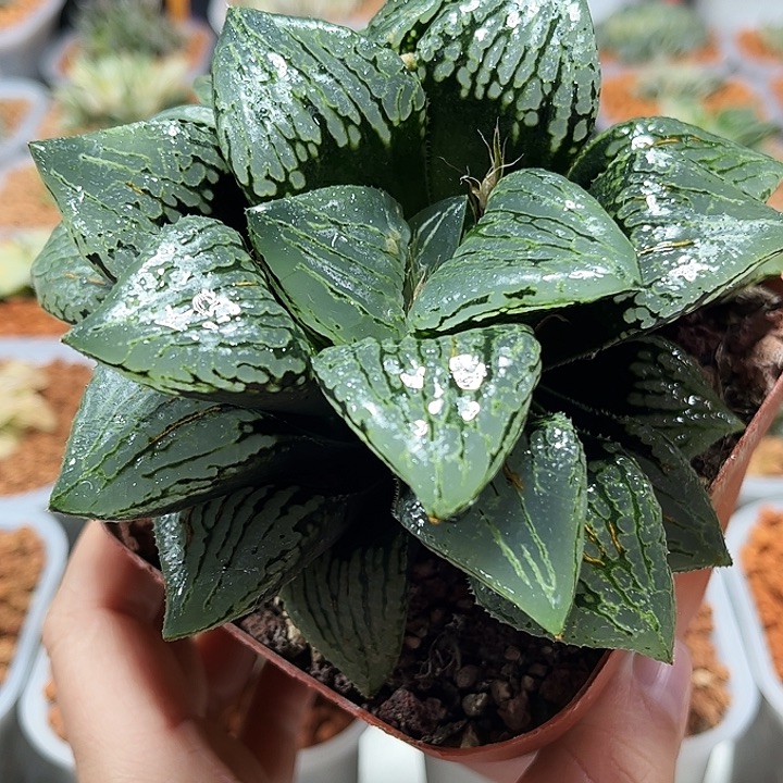 十二卷多肉玛莉莉