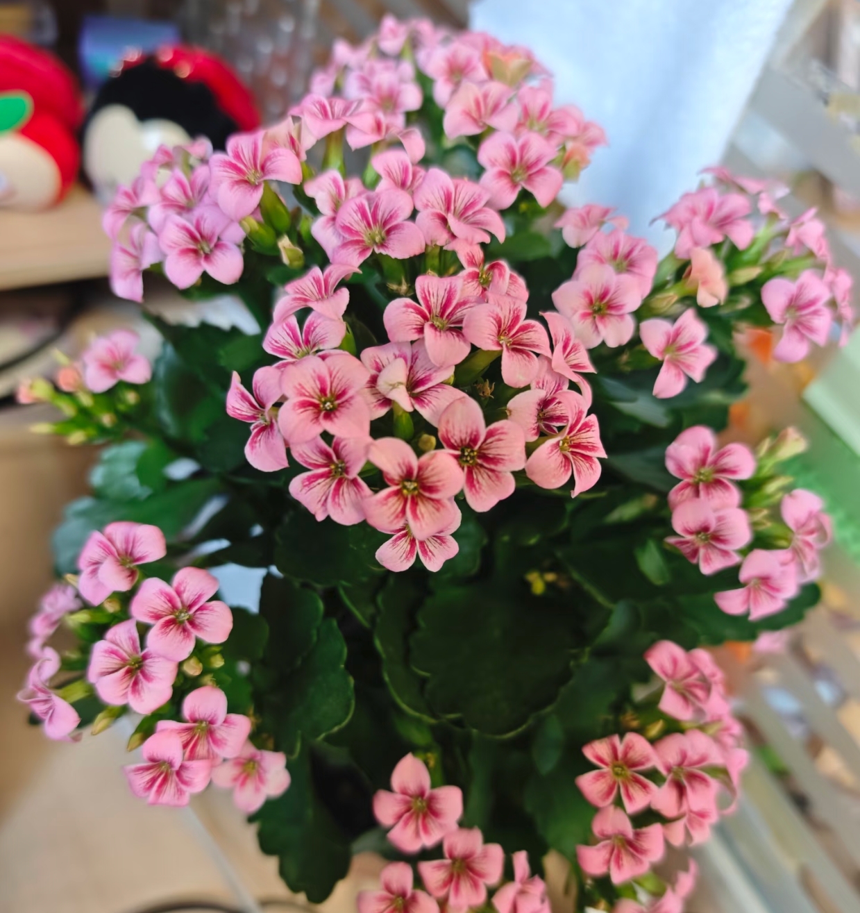 130盆【史莱克】精品盆栽单瓣带花苞室内养殖懒人花卉