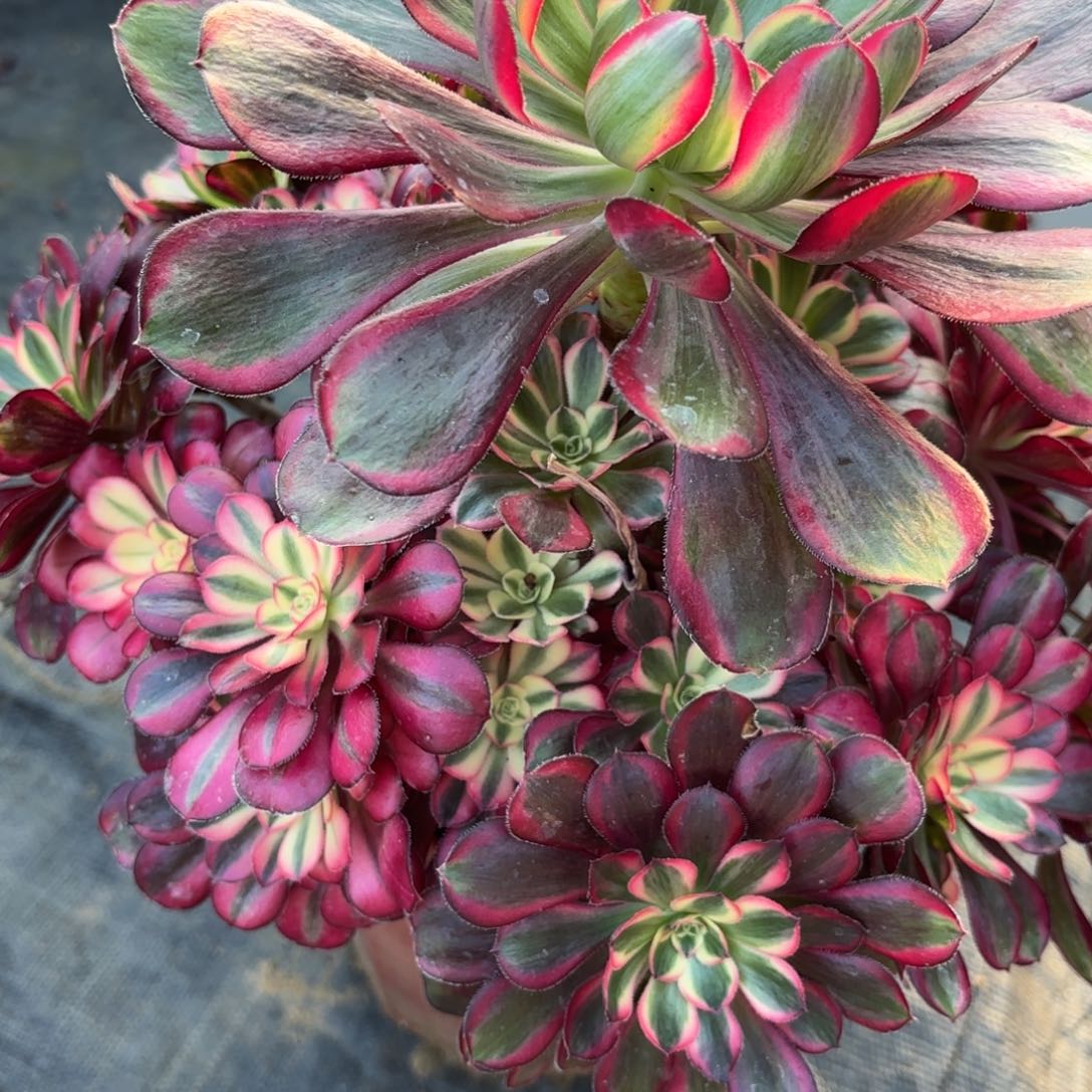 花好月又圆202509