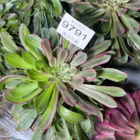 粉黛多肉多肉9791