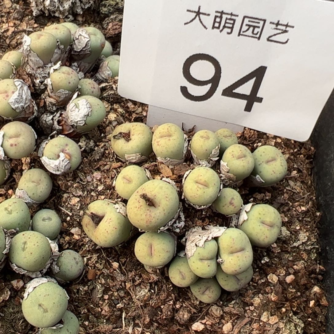 一物一拍脱土发94