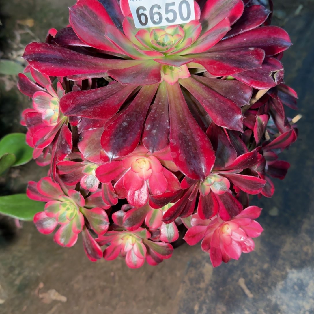 6650美杜莎多肉植物