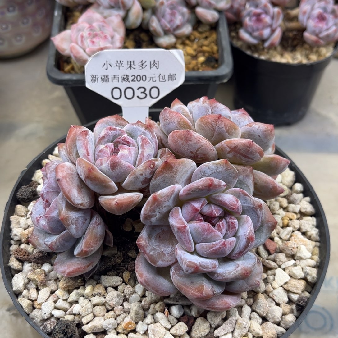 绿底紫心030/13cm4头