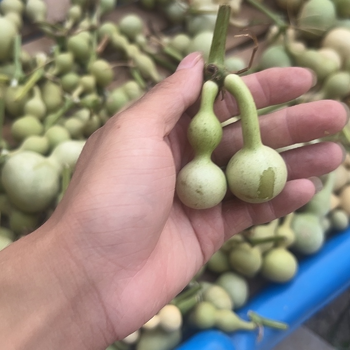 葫芦葫芦葫芦 葫芦