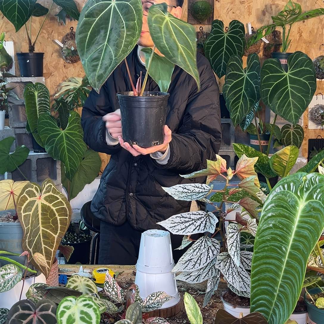 完全开放B02老桩花烛