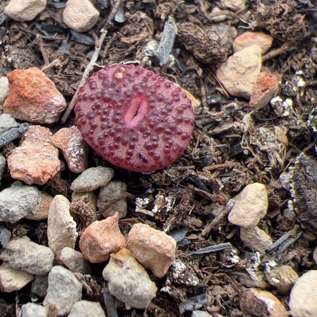 0798号 Ckf2多肉植物