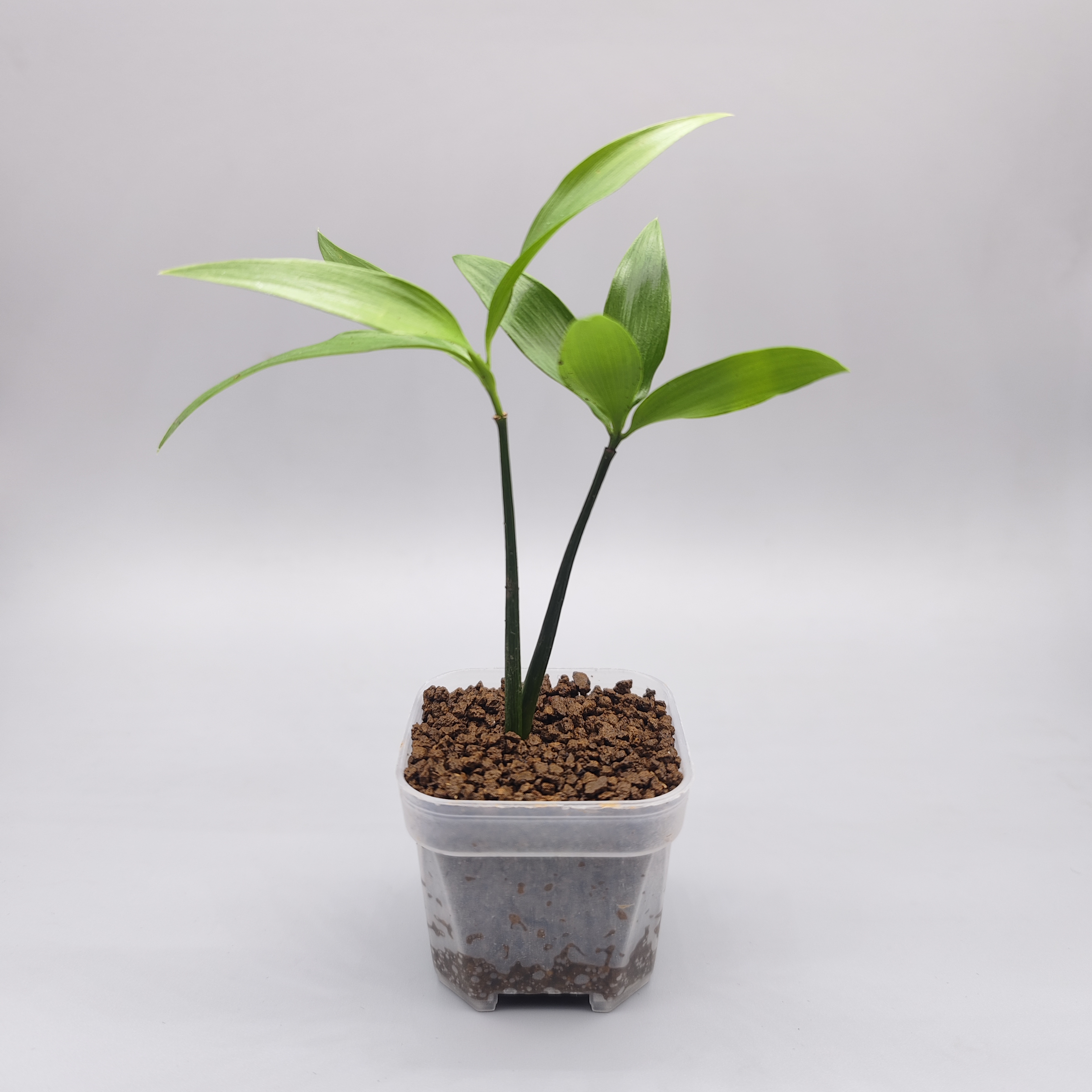 龙兰-迷你盆栽苔藓微景观素材《竹柏》