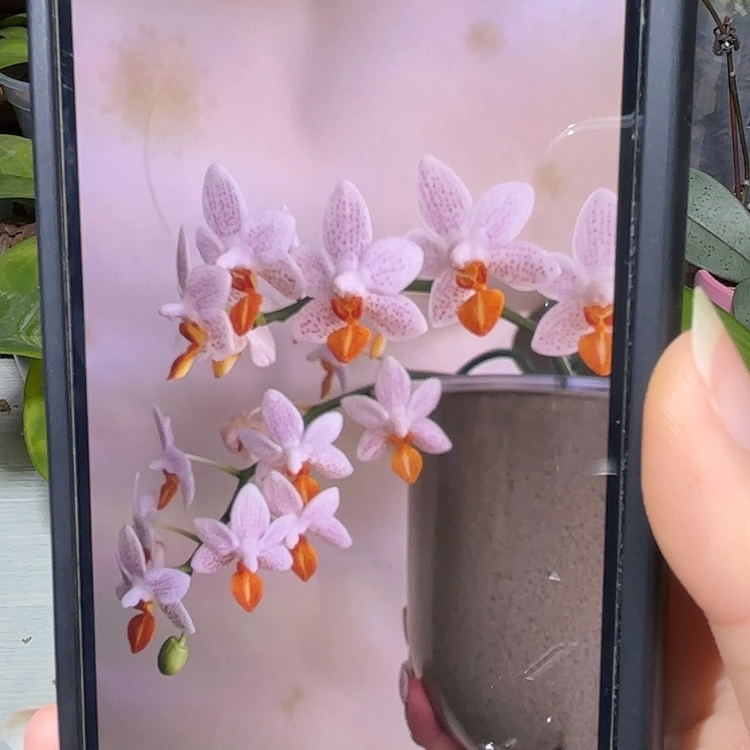 当前无花栽培后可以开花迷你马克