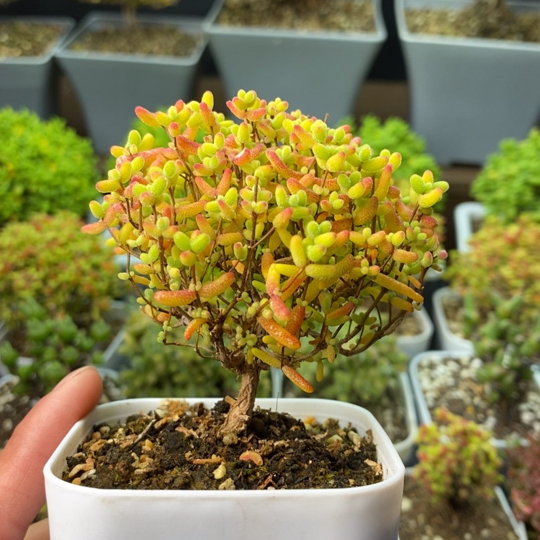 989蜜橘糖球 。        