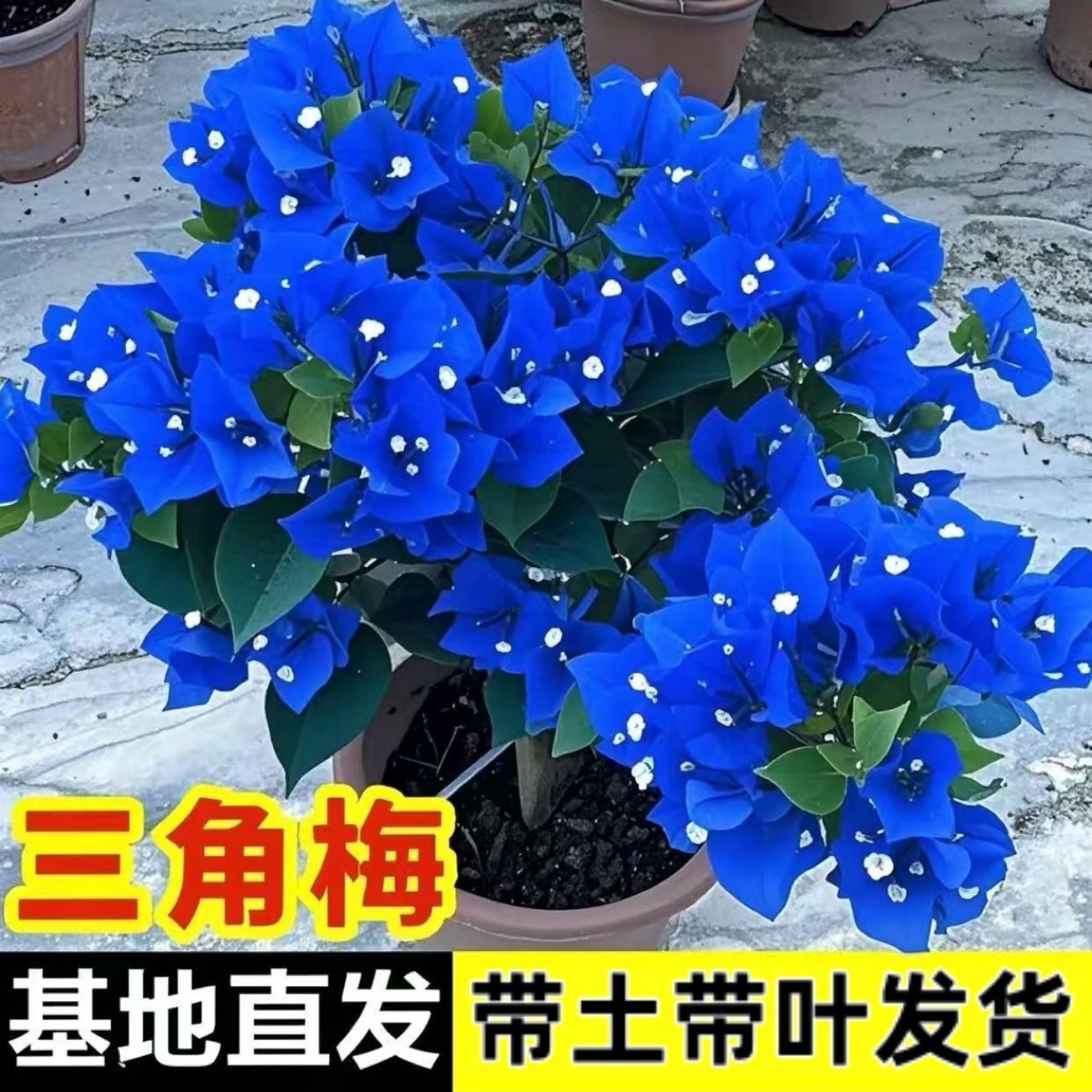 新品种勤花重瓣三角梅盆栽耐热耐寒庭院爬藤老桩树苗四季开花稀有