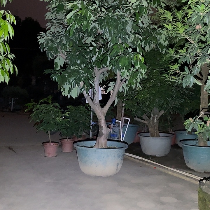 业***绳完全开放果树8888888