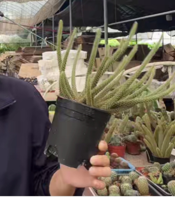 二妹园艺【  鼠尾  落地自根 】 脱土随机发货