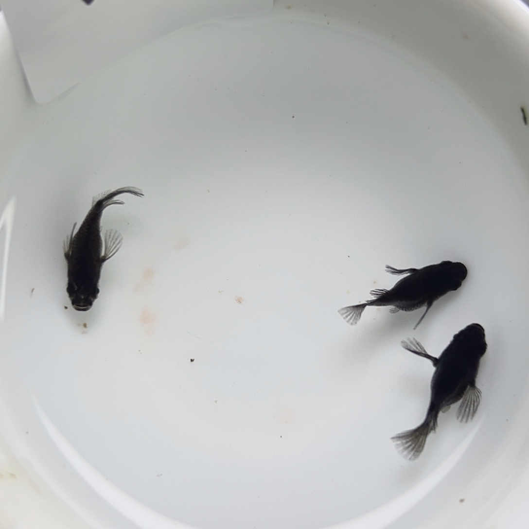 海水鱼28。        