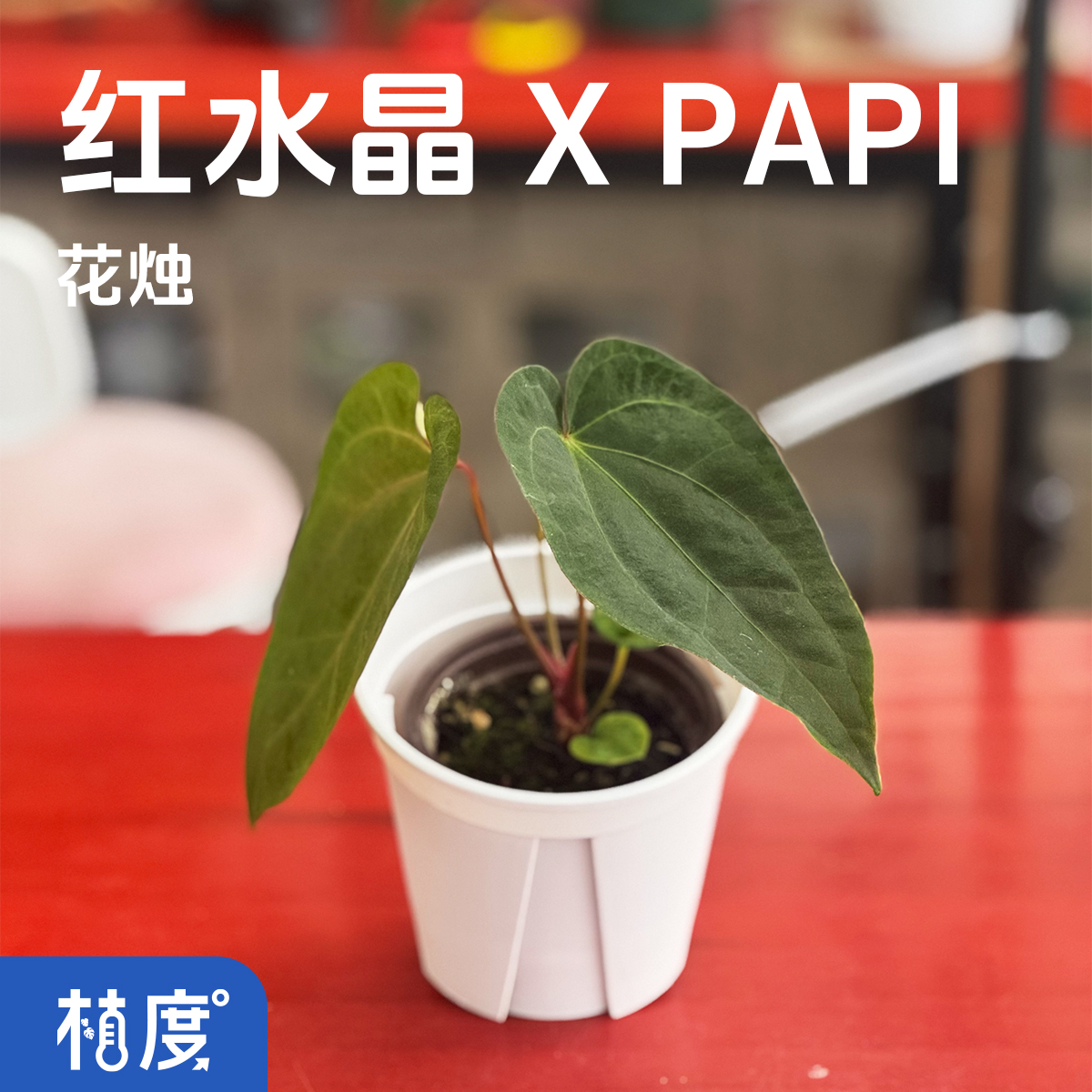 【植度|红水晶PAPI杂交花烛】水晶纹理融合丝绒层次丰富冷艳夺目