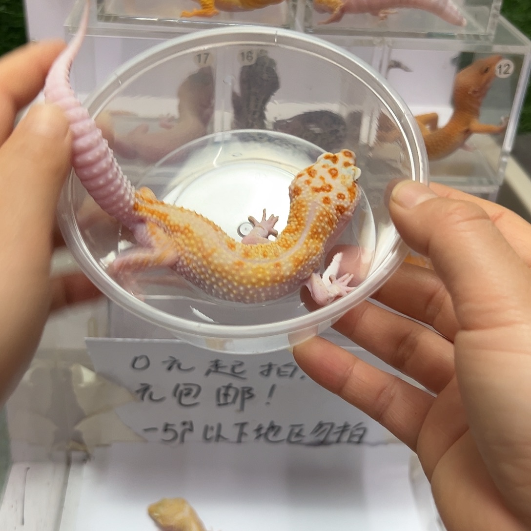 豹纹守宫豹纹守宫