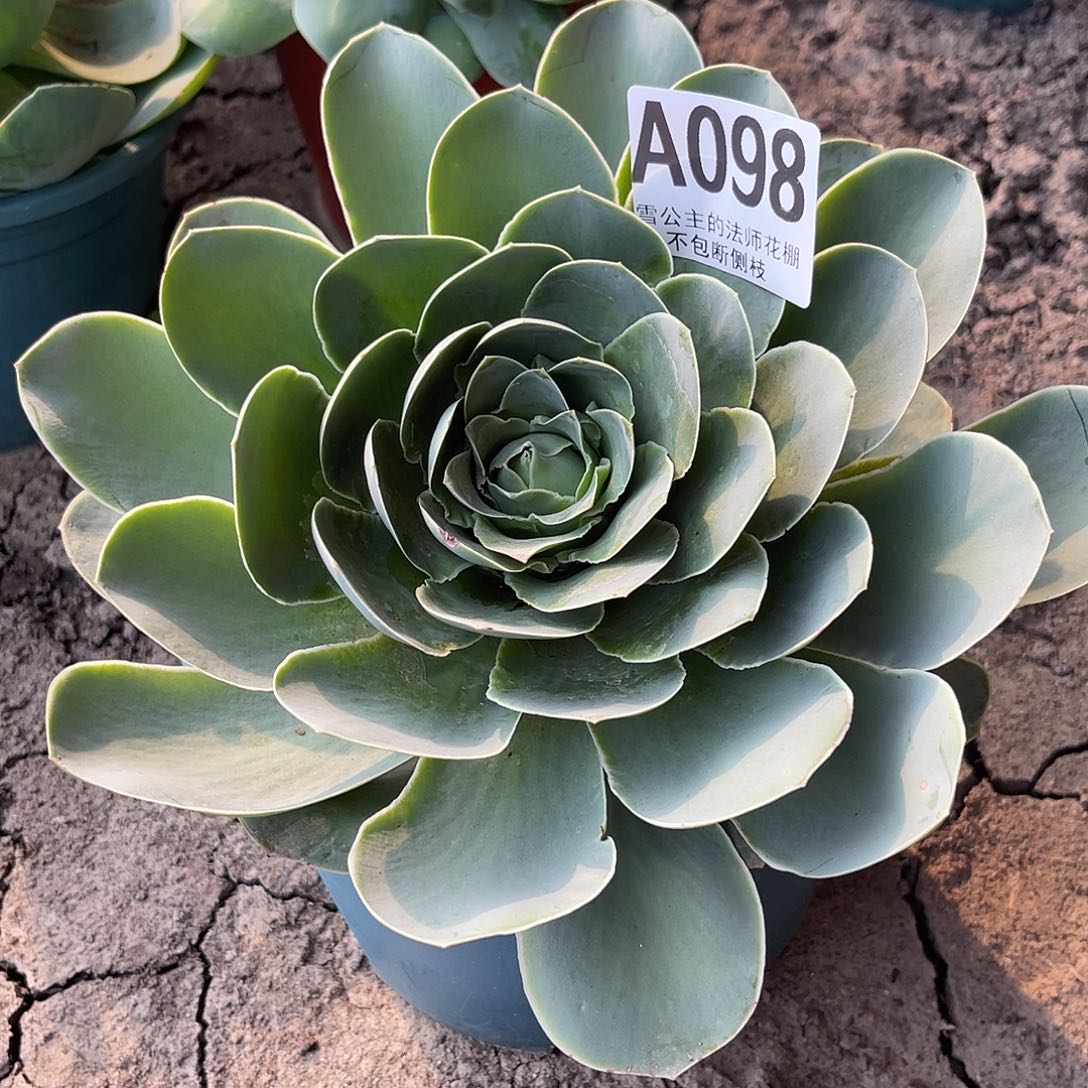 法师法师15/-11包邮法师