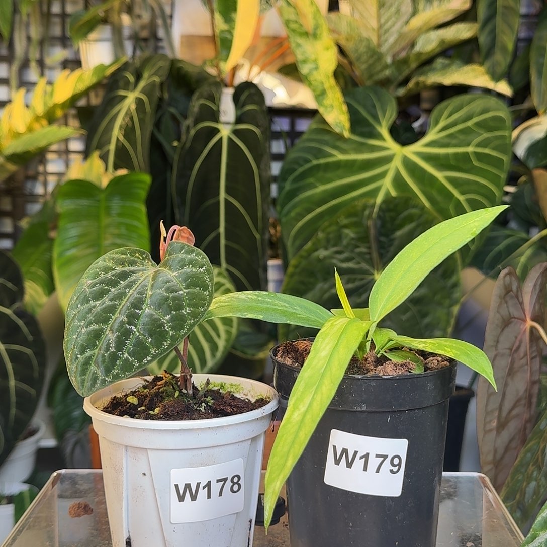 完全开放W178爱丽丝 W179维塔领带锦