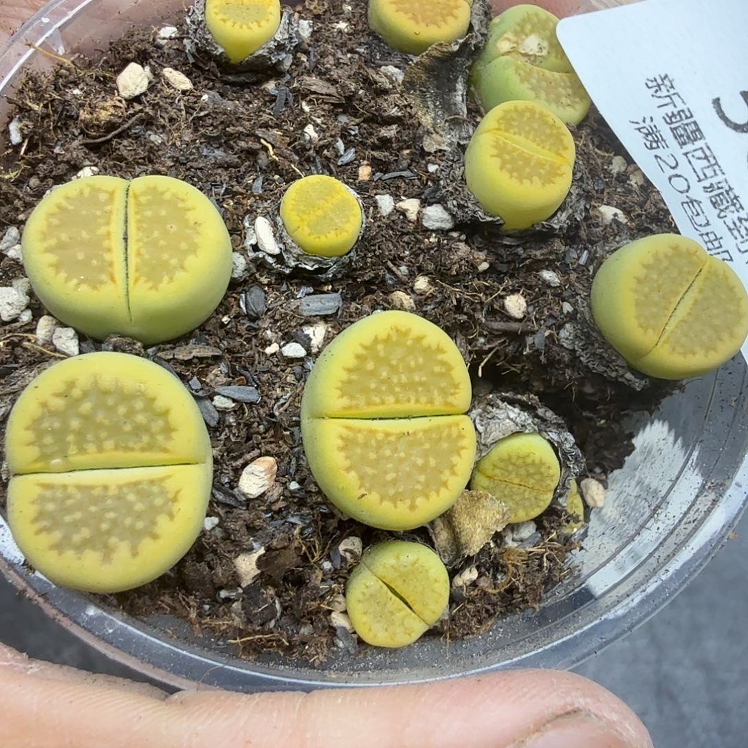 我想吃东西我自己来567不