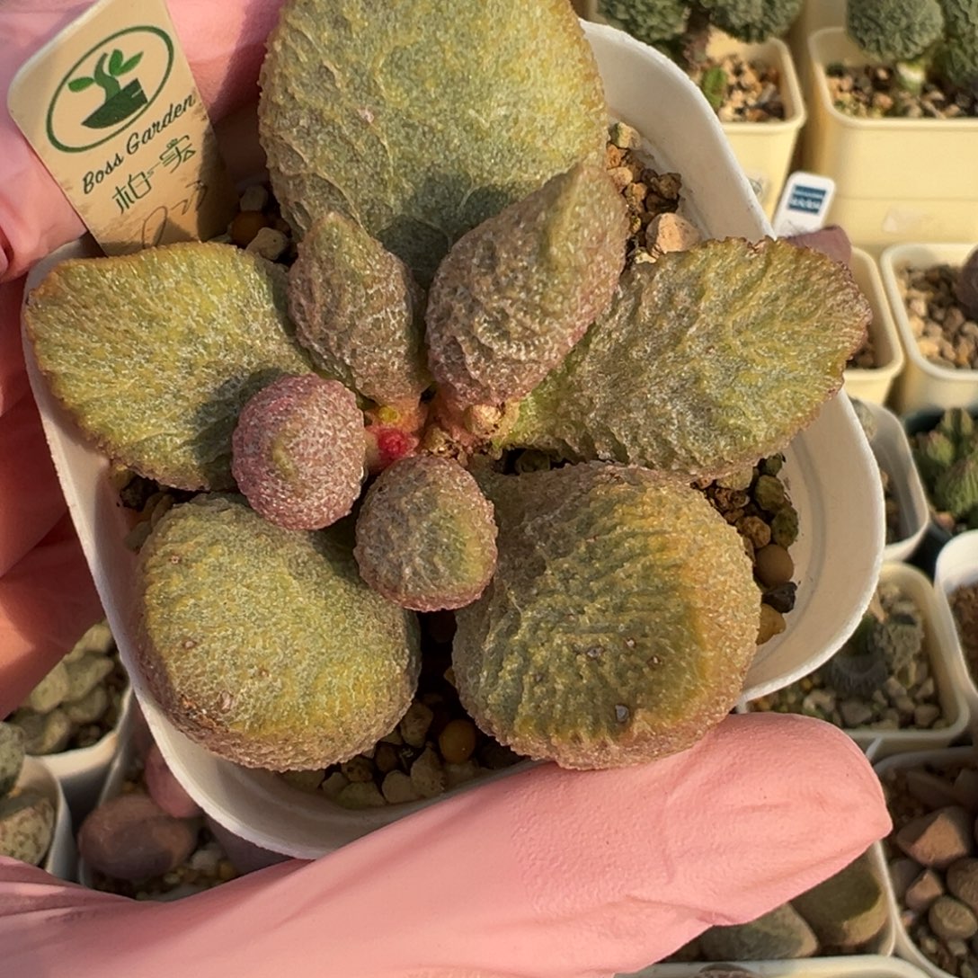 608杂交实生黄体带纹路