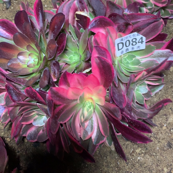084多肉植物一物一拍